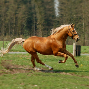 HEST