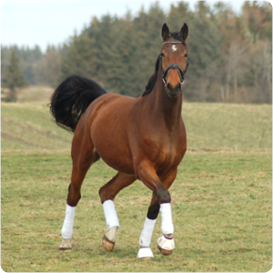 PFERD