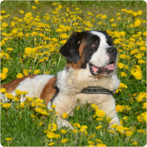 Hund